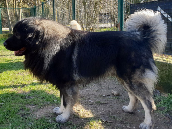 pension chien Aix en Provence