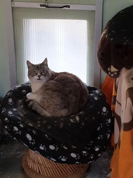 Pension pour chats