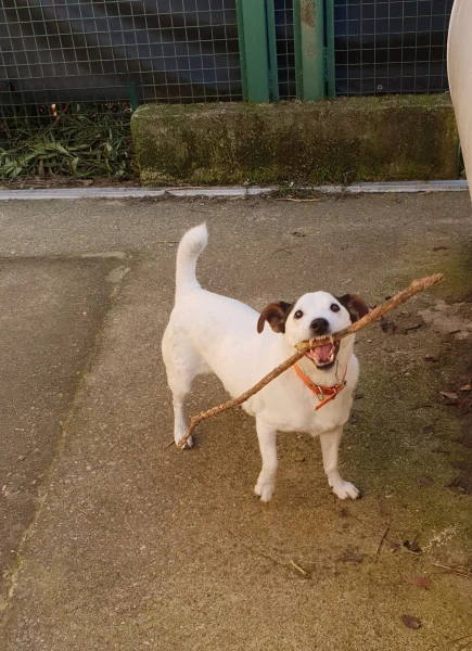 Pension chien 13