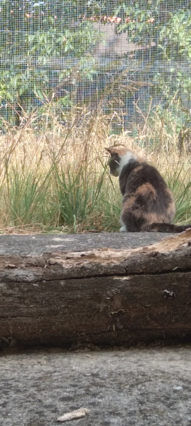 Chatterie Aix en Provence