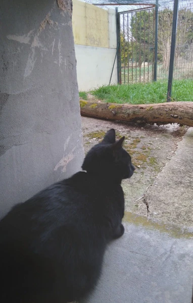 Chat Reglisse