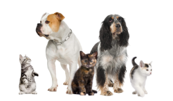 Hébergement animaux à Aix en Provence