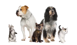 Hébergement animaux en PACA