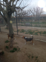 Pension canine en  PACA