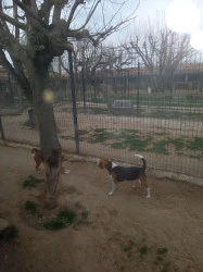 Pension canine à Trets
