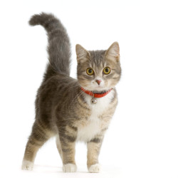 Pension chat à Aix en Provence