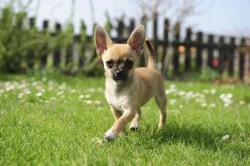 Pension chien en PACA