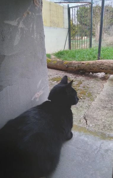 chat-reglisse