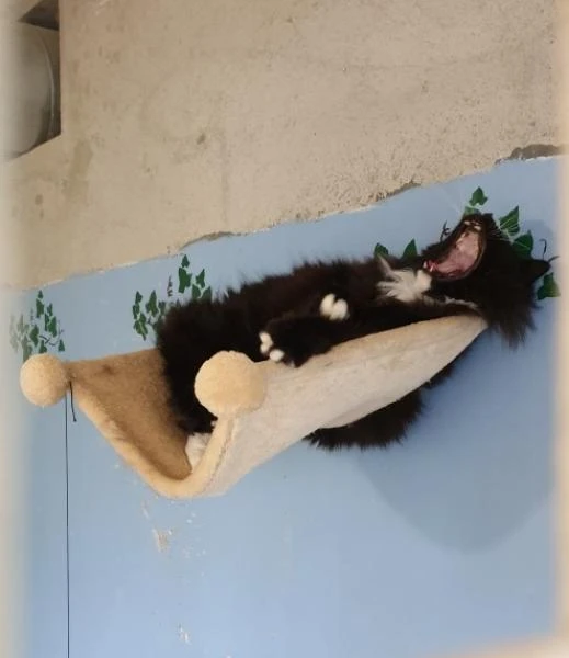 chats-ebene